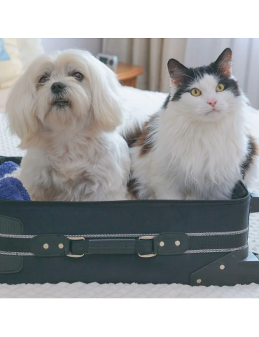 Chien et chat dans une valise