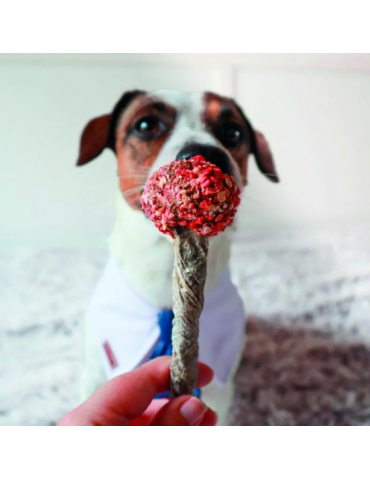 Chien devant sucette lollipop