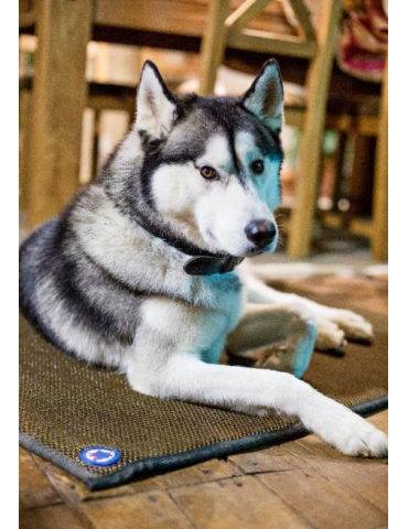 husky sur Tapis SLEEPY DOG Axl Concept