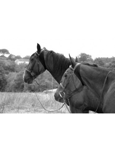 chevaux en noir et blanc avec bonnet ANTIFLY PROTECT