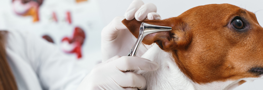 Solution de nettoyant pour oreilles de chien, lavage d'oreille pour animaux  de compagnie et soutien à la santé des oreilles Enlever la cire, les débris  et les odeurs, gouttes de nettoyage des