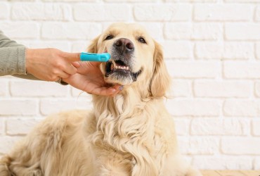 Les Dents des Chiens et des Chats : Tout ce que Vous Devez Savoir