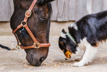 Comprendre la Glycémie chez les Animaux : Chien, Chat et Cheval, et le Rôle des Produits AlphaTRAK 3