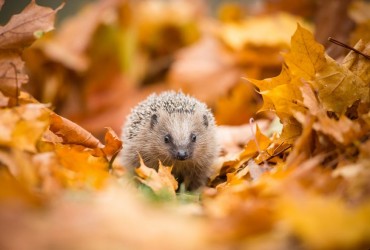 Les Animaux en Automne : Préparatifs et Changements avec la Saison