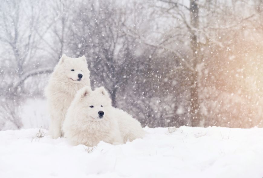 Les meilleures astuces pour prendre soin de son animal en hiver